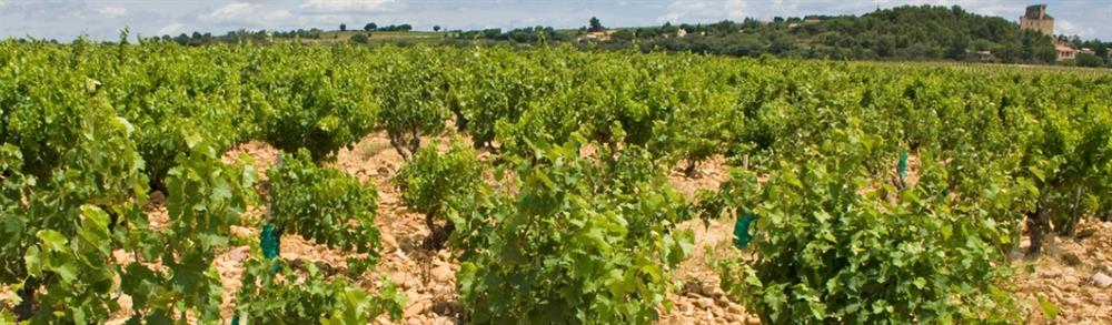 i Stock Southern Rhone.jpg